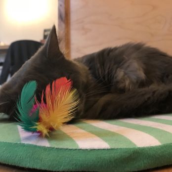 NEKO: A Cat Cafe - Themed Cafes Near Me - Seattle, Washington
