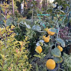 Flower Nursery
