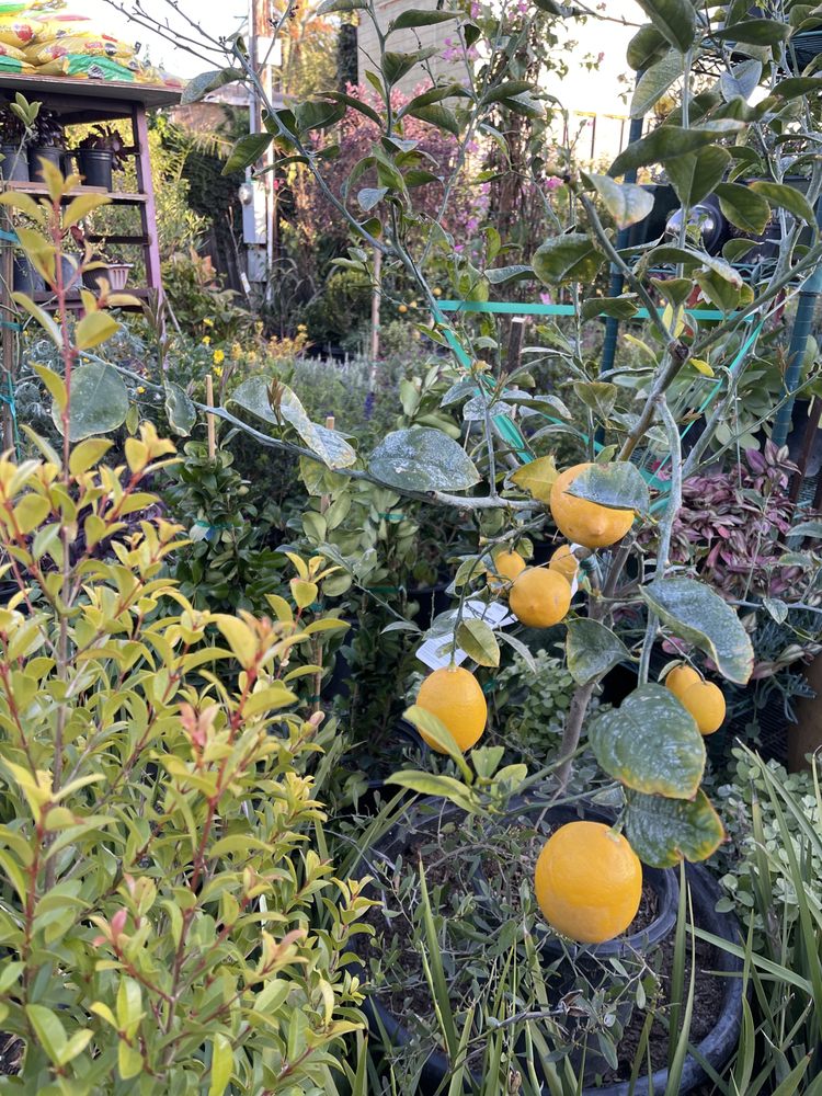 FLOWER NURSERY 13 Photos 4902 Venice Blvd, Los Angeles, California