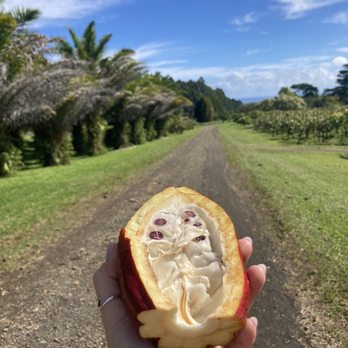 Lavaloha - Cacao - Chocolatiers & Shops Near Me - Hilo, Hawaii