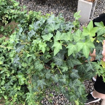 OC Succulents - English Ivy - Nurseries & Gardening Near Me - Irvine, California OC Succulents - English Ivy - Nurseries & Gardening Near Me - Irvine, California