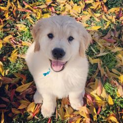 Dream Golden Retrievers