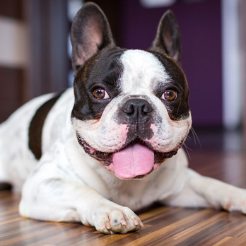 A BiG Dog House - Pet Sitting Near Me A BiG Dog House - Pet Sitting Near Me