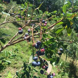 Norland Berries