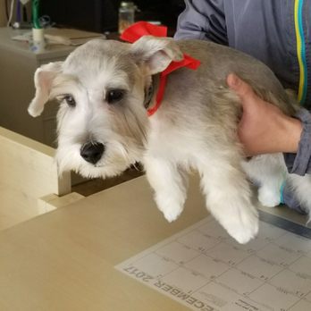 Hello Bestie Pet Services - Well groomed! - Pet Groomers Near Me - Covina, California Hello Bestie Pet Services - Well groomed! - Pet Groomers Near Me - Covina, California