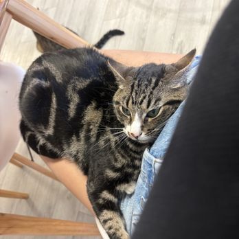 Frisky Cat Cafe - Cat hugging me - Cafes Near Me - St. Augustine, Florida
