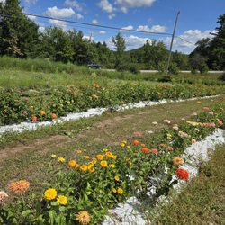 Hunts Honey Fields