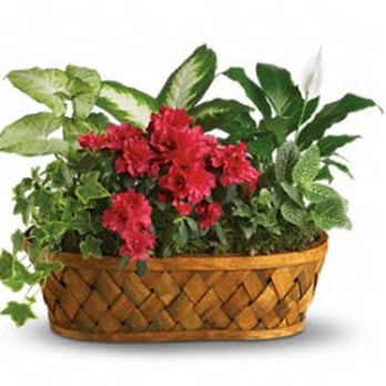 Rhonda's Flowers & Gifts - what i thought i ordered - Florists Near Me - Chantilly, Virginia Rhonda's Flowers & Gifts - what i thought i ordered - Florists Near Me - Chantilly, Virginia