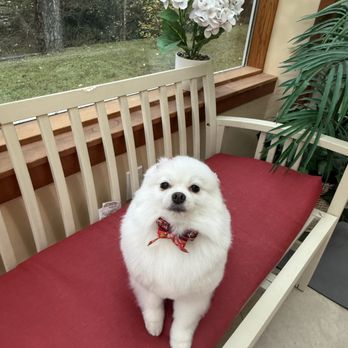 Pawfect Grooming - Pet Groomers Near Me - Bellevue, Washington