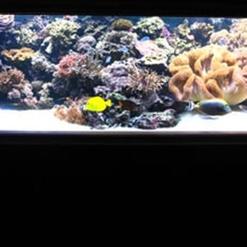Premier Aquatics - Aquarium Services Near Me - Marietta, Georgia Premier Aquatics - Aquarium Services Near Me - Marietta, Georgia