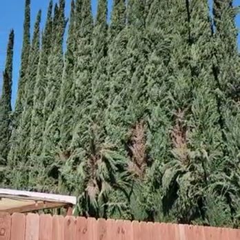 Top View Tree Service - Tree Services Near Me Top View Tree Service - Tree Services Near Me