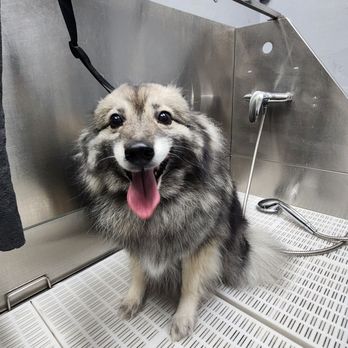 Pawtero - bath and tidy dog - Pet Groomers Near Me - New Haven, Connecticut