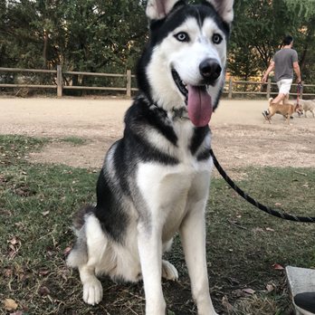 K911! - Dogs are walking on the back, absolutely no reactivity, just FIY - Pet Training Near Me K911! - Dogs are walking on the back, absolutely no reactivity, just FIY - Pet Training Near Me
