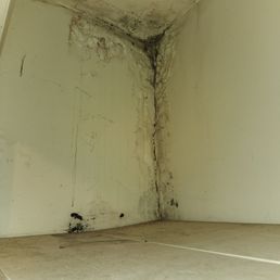 Mold in the kitchen. Mold in the kitchen.