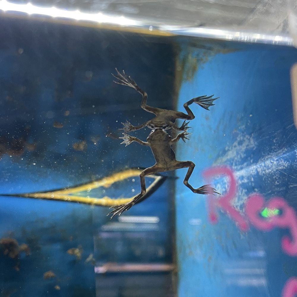 Nolan's Aquarium - Emaciated frog - Aquariums Near Me - Santa Ana, California