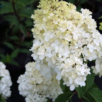Bob's Trees - Nurseries & Gardening Near Me - Hagaman, New York