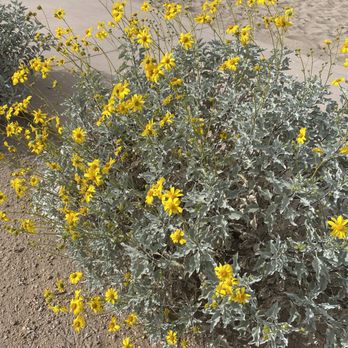 Thompson Peak Park - Desert daisies in the dust. - Parks Near Me - Scottsdale, Arizona