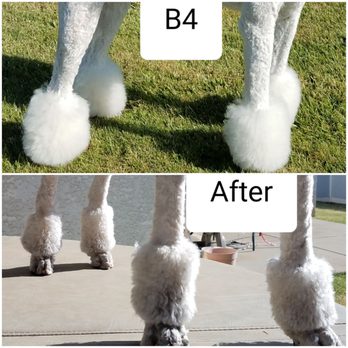 Paw Pros - Back legs cut too low. All pompoms uneven. Not even pomoms either. - Pet Groomers Near Me - Sacramento, California