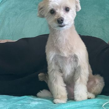 Pretty Pets Mobile Grooming - Dog Maltese Grooming Pretty Pets - Pet Groomers Near Me Pretty Pets Mobile Grooming - Dog Maltese Grooming Pretty Pets - Pet Groomers Near Me