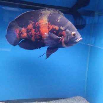 The Hidden Reef - Local Fish Stores Near Me - Levittown, Pennsylvania