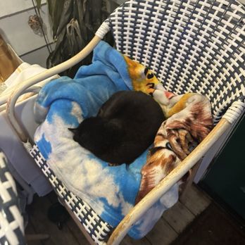 Sea Wolf Tybee - Mascot cat? - Wine Bars Near Me - Tybee Island, Georgia