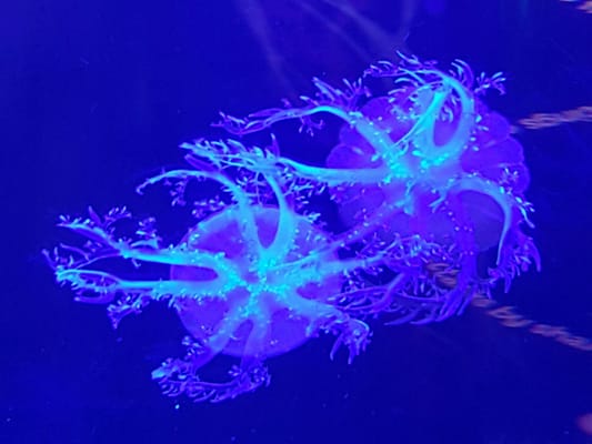 Sea Life Scheveningen by null