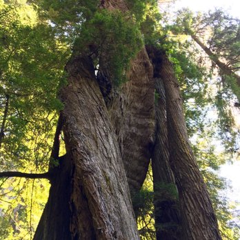 Prairie Creek Redwoods State Park - The Corkscrew Tree - Parks Near Me - Orick, California Prairie Creek Redwoods State Park - The Corkscrew Tree - Parks Near Me - Orick, California