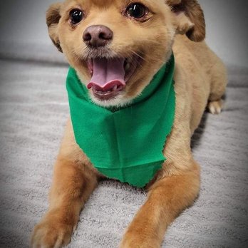 Holly's Mobile Grooming - Pet Groomers Near Me