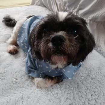 SPCA Florida - Alert Alive Post Emergency Surgery UF - Animal Shelters Near Me - Lakeland, Florida SPCA Florida - Alert Alive Post Emergency Surgery UF - Animal Shelters Near Me - Lakeland, Florida