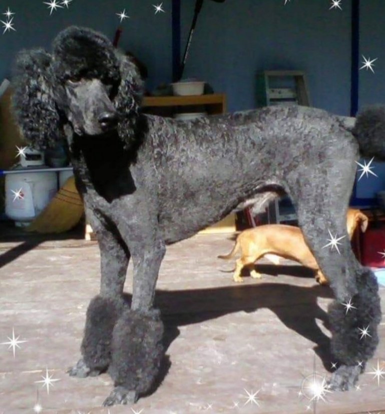Classy Pooch Beauty Salon
