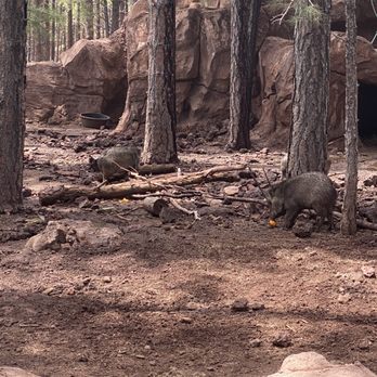 Bearizona - Zoos Near Me - Williams, Arizona Bearizona - Zoos Near Me - Williams, Arizona