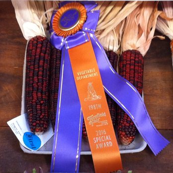 Doggone Farm - a purple ribbon and corn cobs - Fruits & Veggies Near Me - Amesbury, Massachusetts Doggone Farm - a purple ribbon and corn cobs - Fruits & Veggies Near Me - Amesbury, Massachusetts