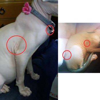 Hollywood Sphynx - The start of rashes on her body on the FIRST day she was picked up. A telltale sign I now recognize. - Pet Services Near Me Hollywood Sphynx - The start of rashes on her body on the FIRST day she was picked up. A telltale sign I now recognize. - Pet Services Near Me