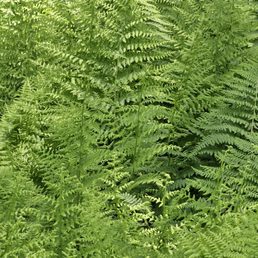 Lush ferns Lush ferns