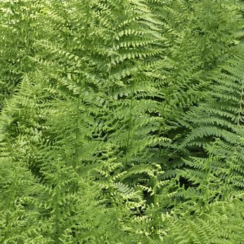 Pittsburgh Symphony Orchestra - Lush ferns - Performing Arts Near Me - Pittsburgh, Pennsylvania