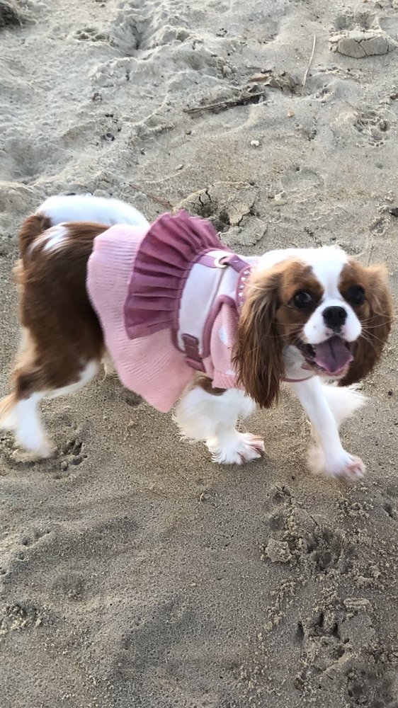 SANDY PAWS PET CARE Virginia Beach, Virginia Pet Sitting Phone