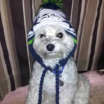 Poodie's Pet Palace - This lil guys loves getting pampered! - Pet Groomers Near Me - Renton, Washington