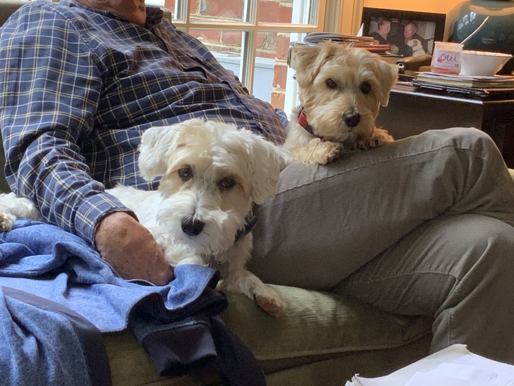 DIVINE K9 PET GROOMING Updated September 2024 18 Photos 2900