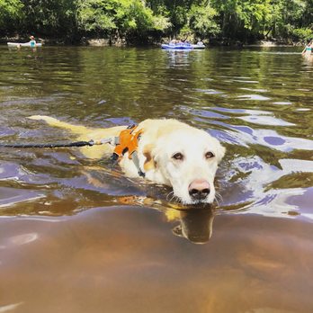 Givhans Ferry State Park - Edisto River access at kayak/tube launch area - Parks Near Me - Ridgeville, South Carolina