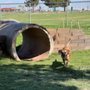 Photo of Winslow Dog Park