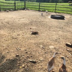 Eastleigh Farm - Eastleigh ducks
