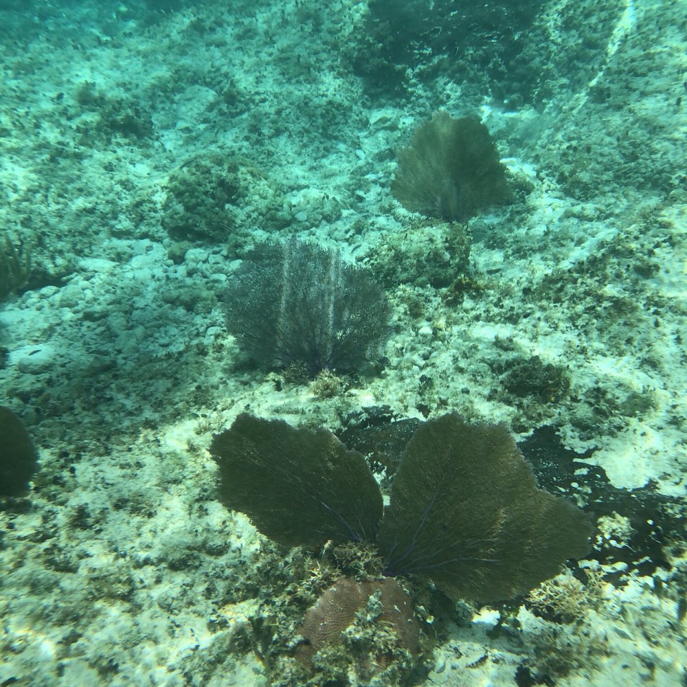 Sky Reef - Fire coral ahhhhh! - Mexican Near Me - Cozumel, ROO