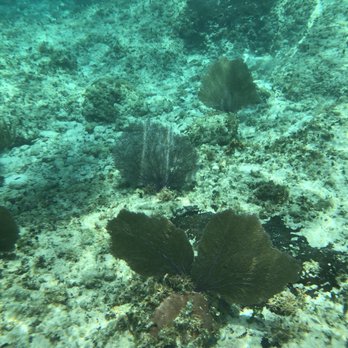 Sky Reef - Fire coral ahhhhh! - Mexican Near Me - Cozumel, ROO
