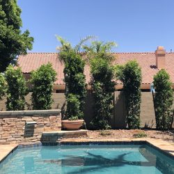 Moon Valley Nurseries - Hollywood hedges