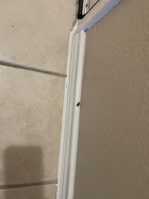 Grand Venetian by null