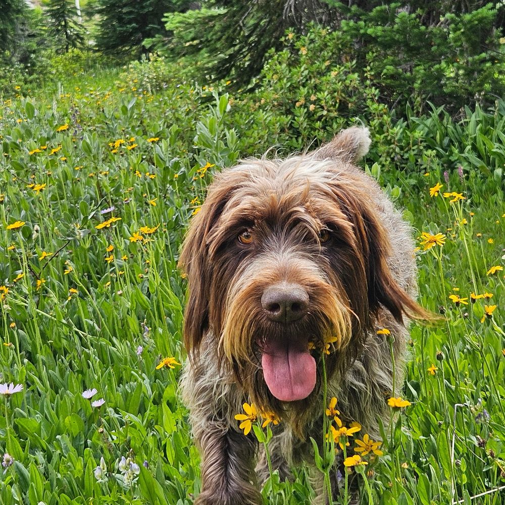 Brighton Recovery Center - grief counselor in South Ogden, UT