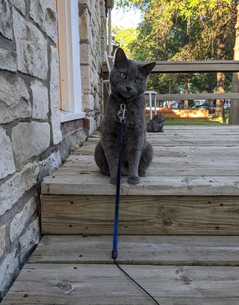 Mikala's Pet Sitting Services - pet boarding facility in Lincoln, NE