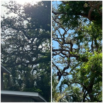 St Pete Tree Service - St pete tree service before and after. Here there are two branch removals due to insurance request. - Tree Services Near Me St Pete Tree Service - St pete tree service before and after. Here there are two branch removals due to insurance request. - Tree Services Near Me