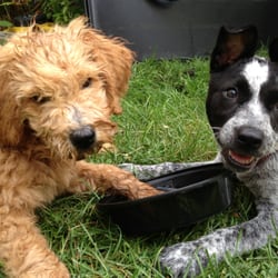 Capricorn Dog Training - Puppy time.