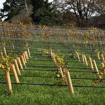 Archery Summit - Wine Tours Near Me - Dayton, Oregon
